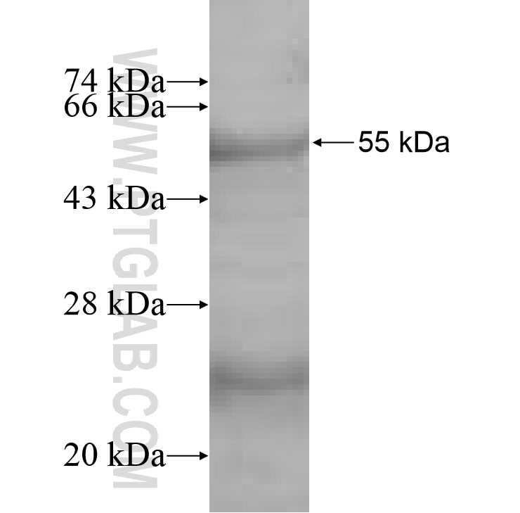 RDH13 fusion protein Ag8944 SDS-PAGE