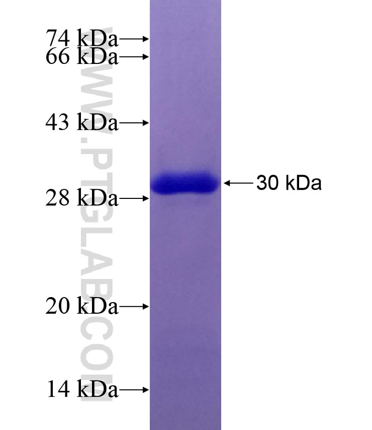 RDH13 fusion protein Ag9107 SDS-PAGE
