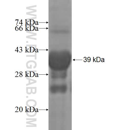 RDH14 fusion protein Ag9386 SDS-PAGE