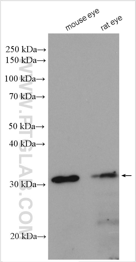 Western Blot (WB) analysis of various lysates using RDH5 Polyclonal antibody (13140-1-AP)