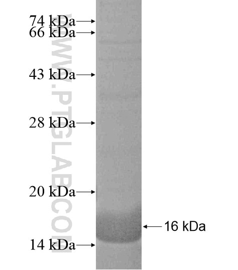 RDH8 fusion protein Ag19042 SDS-PAGE