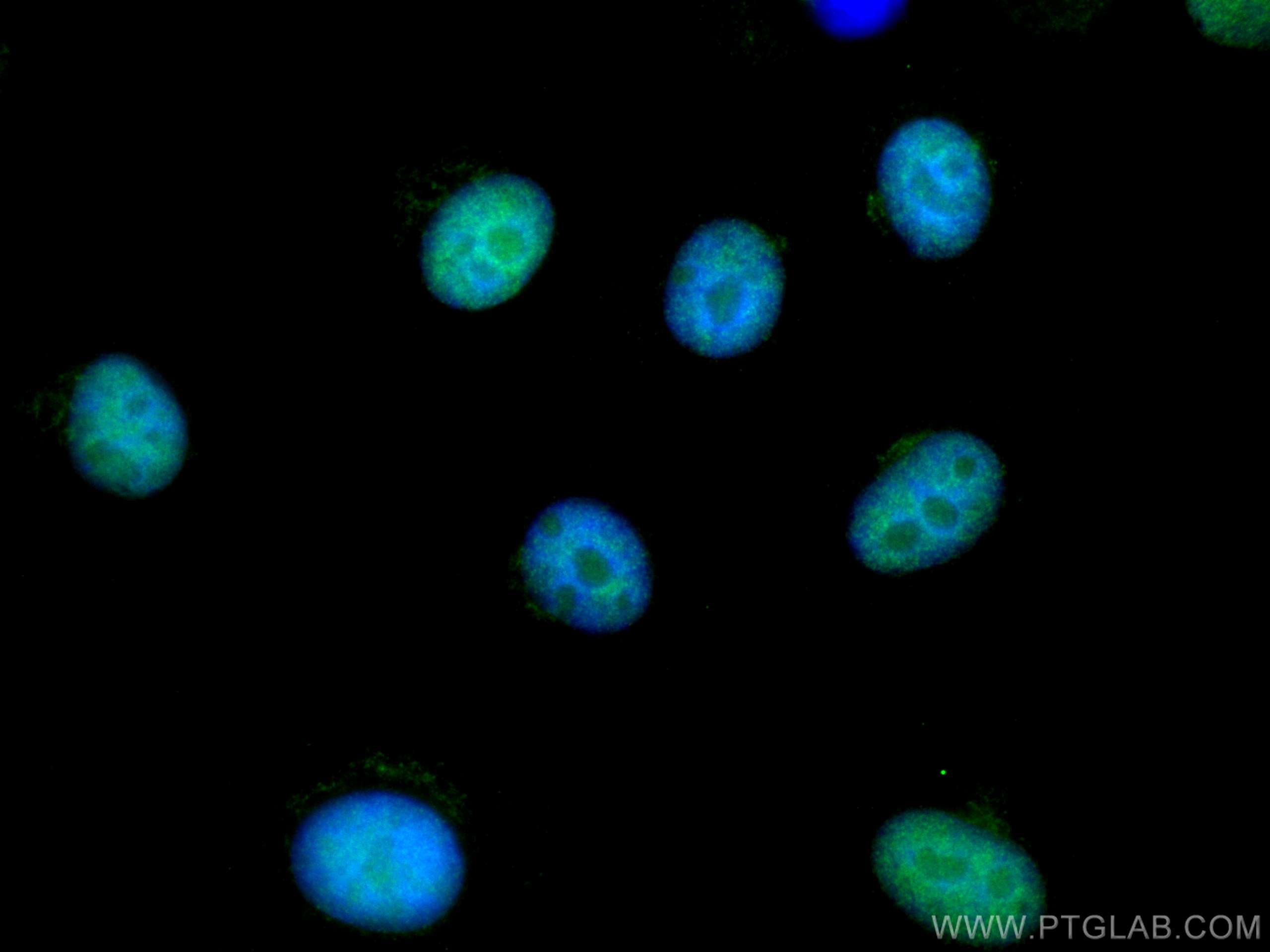 Immunofluorescence (IF) / fluorescent staining of A549 cells using RDM1 Monoclonal antibody (66941-1-Ig)