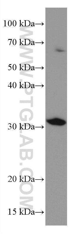 Western Blot (WB) analysis of HEK-293 cells using RDM1 Monoclonal antibody (66941-1-Ig)