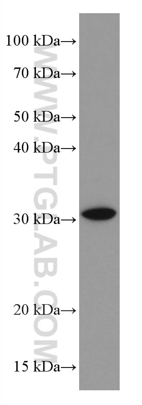 Western Blot (WB) analysis of PC-3 cells using RDM1 Monoclonal antibody (66941-1-Ig)