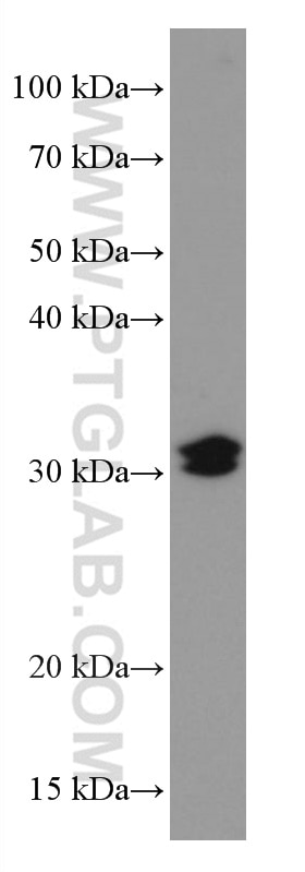 Western Blot (WB) analysis of HSC-T6 cells using RDM1 Monoclonal antibody (66941-1-Ig)