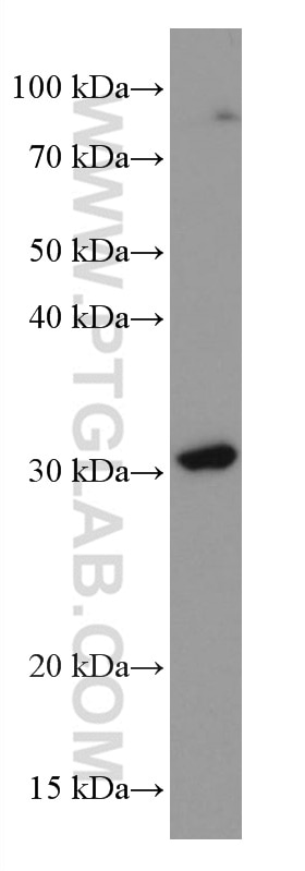 WB analysis of RAW 264.7 using 66941-1-Ig