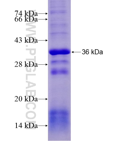 RDM1 fusion protein Ag28686 SDS-PAGE