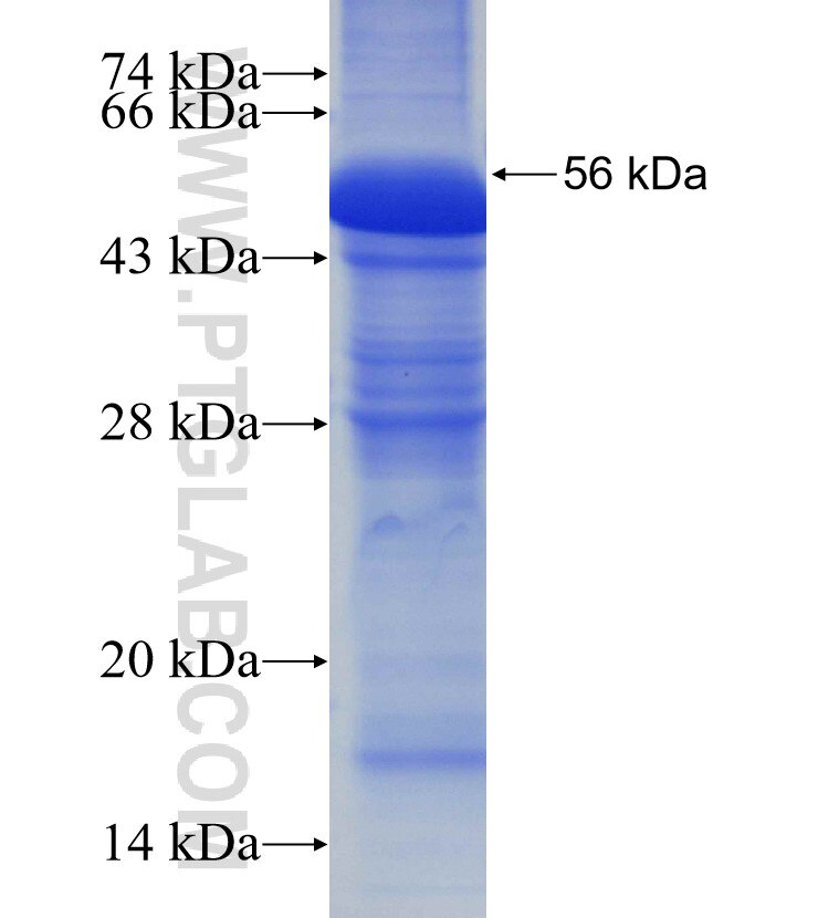 RDM1 fusion protein Ag14077 SDS-PAGE