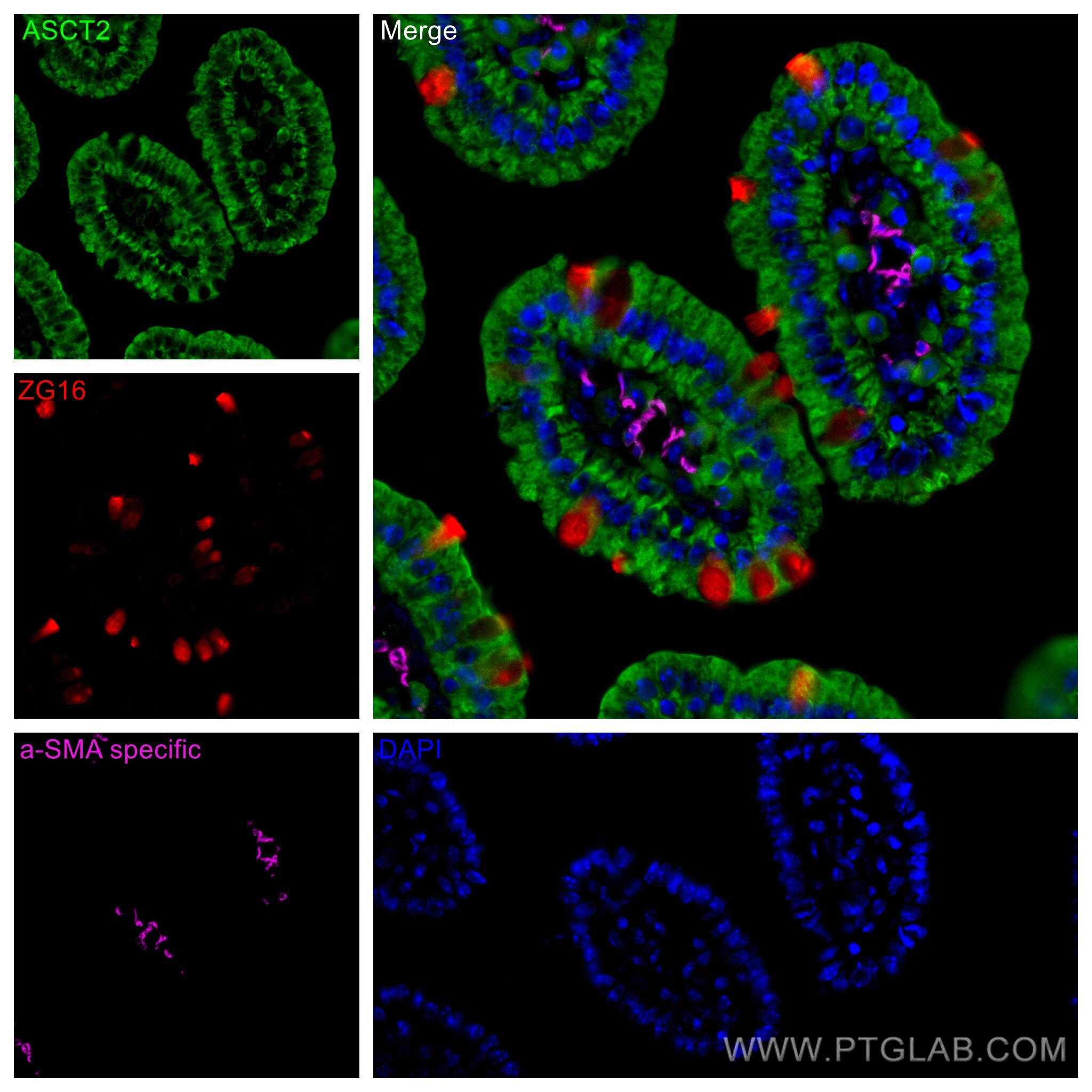 Immunofluorescence (IF) / fluorescent staining of mouse small intestine tissue using SLC1A5/ASCT2 Polyclonal antibody (20350-1-AP)