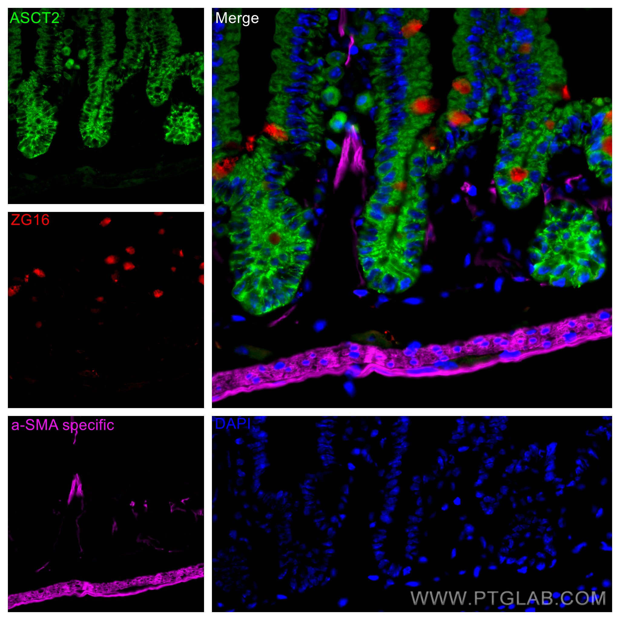 Immunofluorescence (IF) / fluorescent staining of mouse small intestine tissue using SLC1A5/ASCT2 Polyclonal antibody (20350-1-AP)