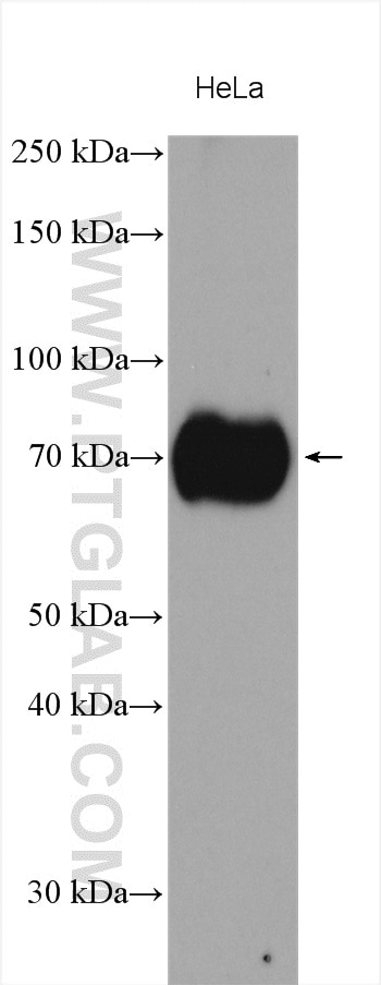 Western Blot (WB) analysis of various lysates using SLC1A5/ASCT2 Polyclonal antibody (20350-1-AP)