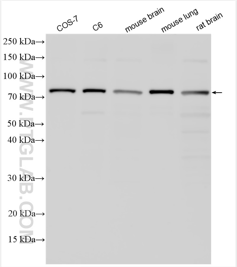 WB analysis using 26105-1-AP