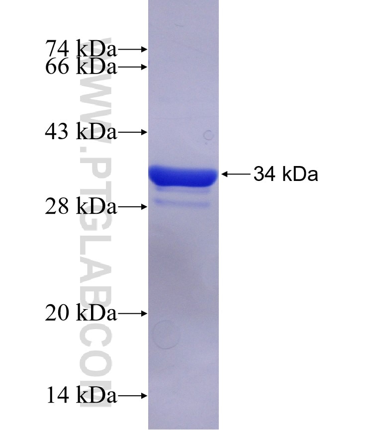 RDX fusion protein Ag23532 SDS-PAGE