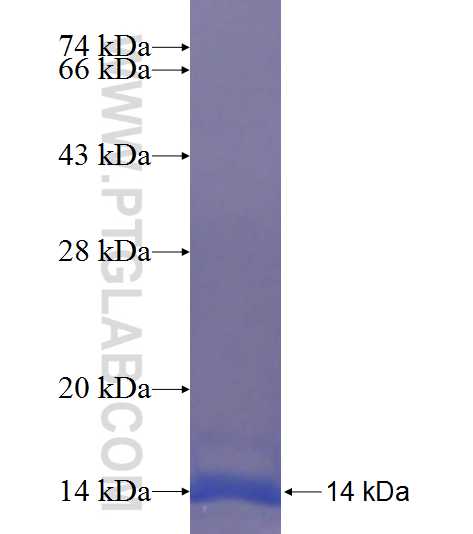 RDX fusion protein Ag23544 SDS-PAGE