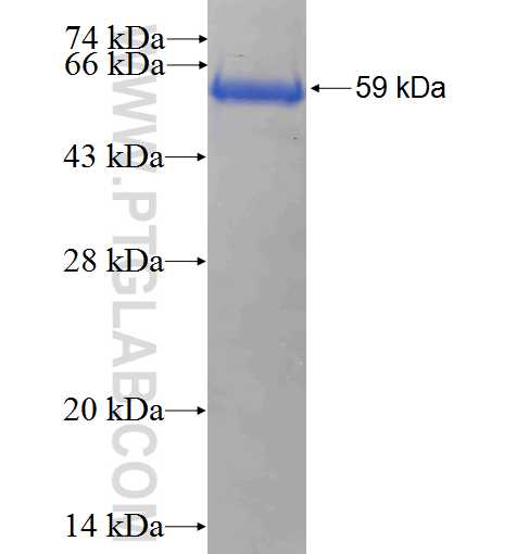 RDX fusion protein Ag4813 SDS-PAGE