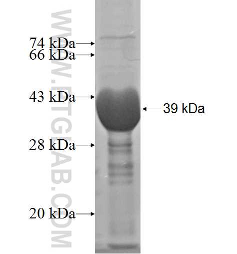 RDX fusion protein Ag5000 SDS-PAGE