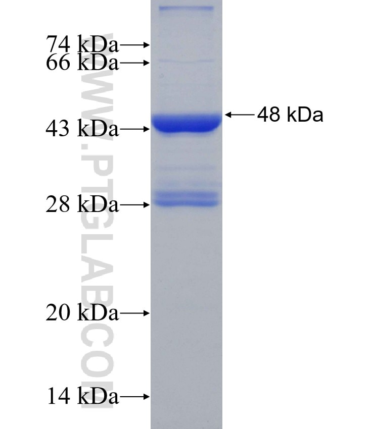 RECK fusion protein Ag26143 SDS-PAGE