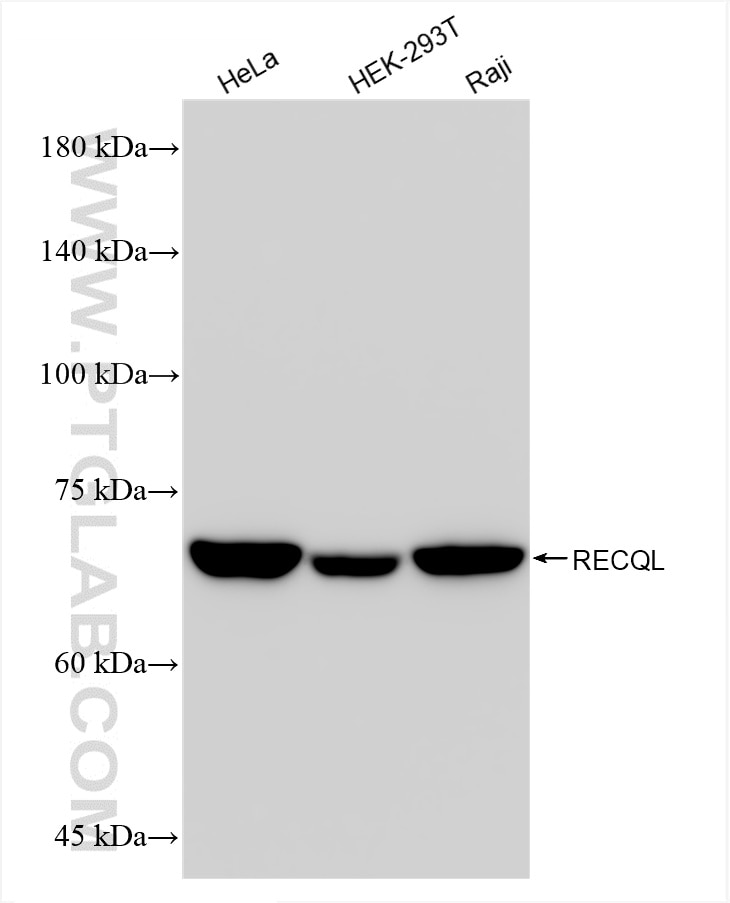 Western Blot (WB) analysis of various lysates using RECQL Recombinant antibody (85024-5-RR)
