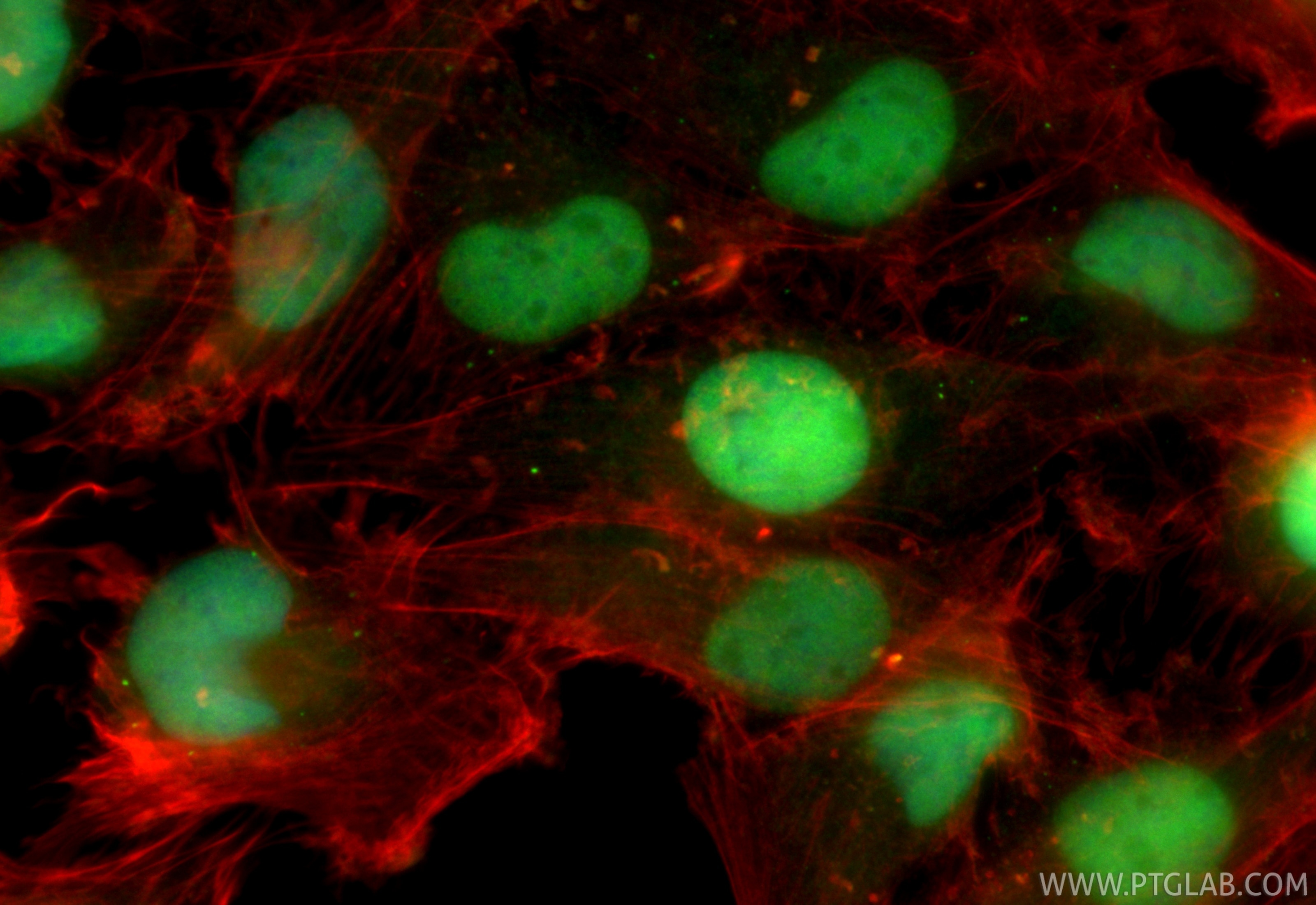 Immunofluorescence (IF) / fluorescent staining of U-251 cells using CoraLite® Plus 488-conjugated RECQL Recombinant mo (CL488-85024-6)