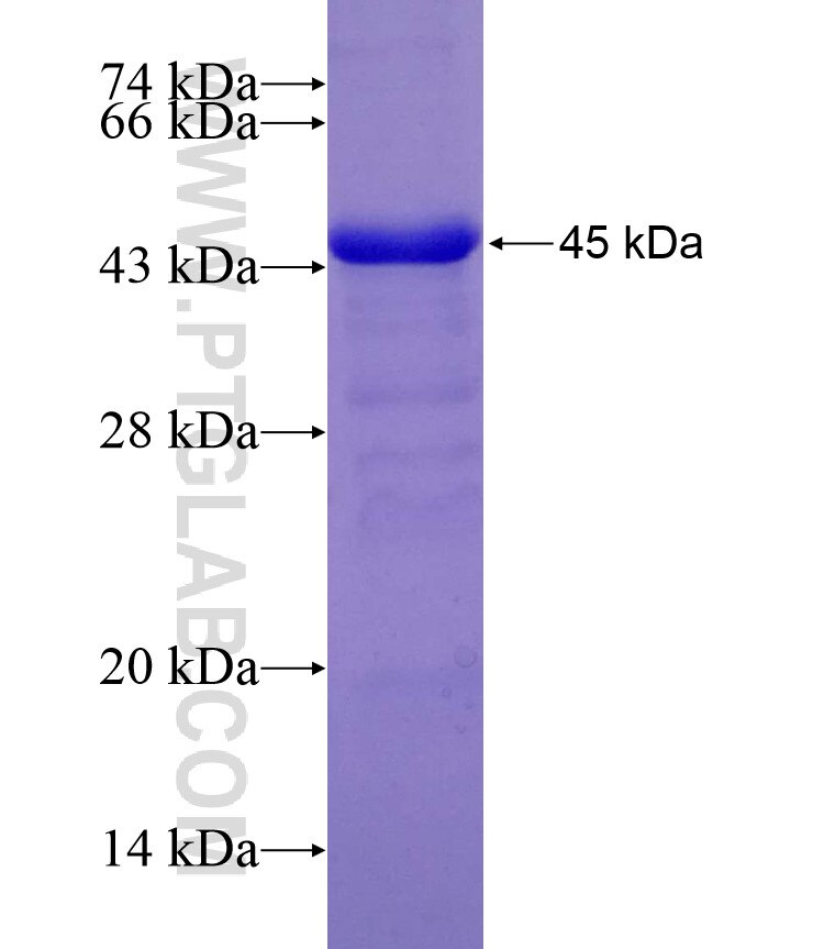 RECQL4 fusion protein Ag10933 SDS-PAGE