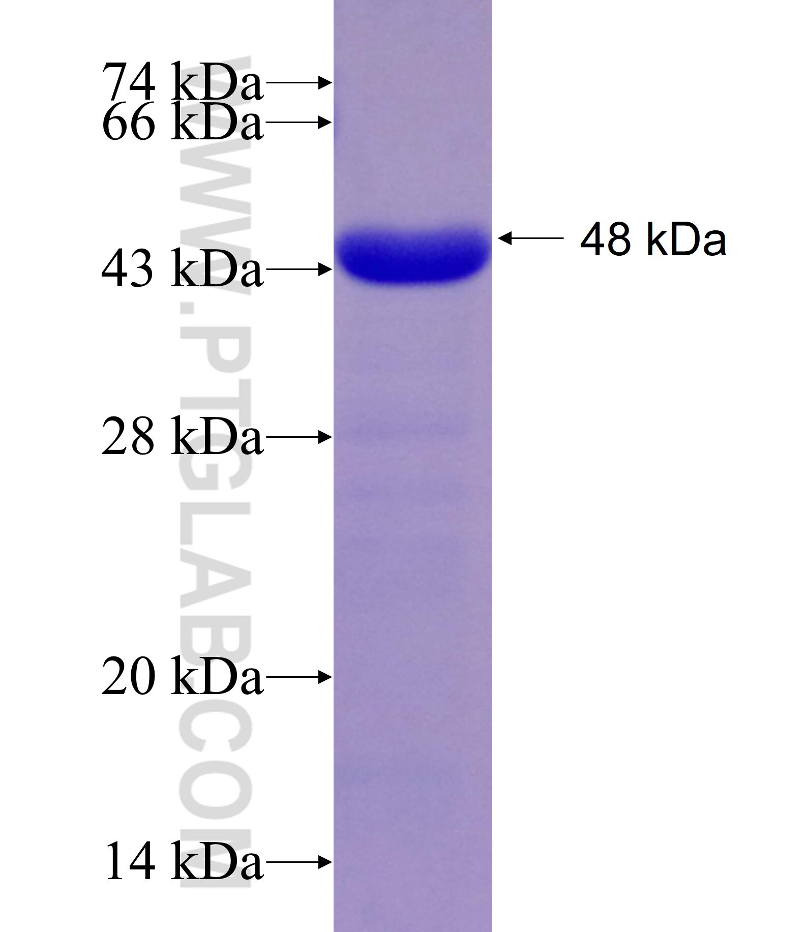 RECQL4 fusion protein Ag10933 SDS-PAGE