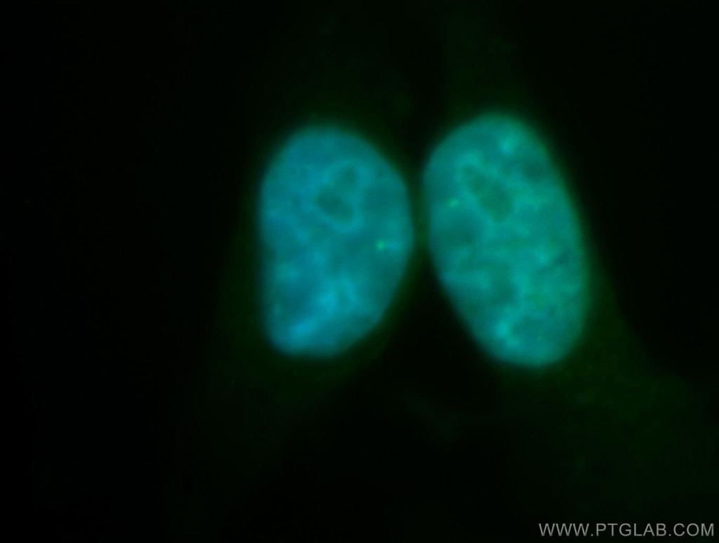 Immunofluorescence (IF) / fluorescent staining of HepG2 cells using RECQL5 Polyclonal antibody (12468-2-AP)