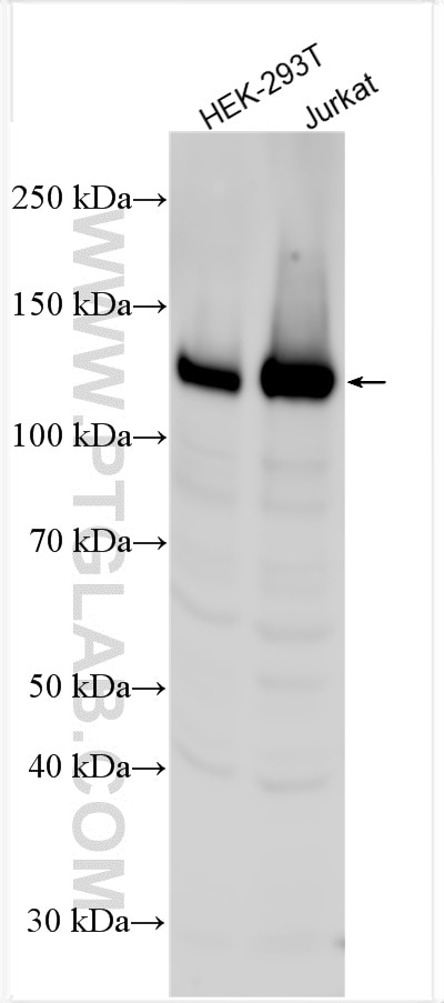 Western Blot (WB) analysis of various lysates using RECQL5 Polyclonal antibody (12468-2-AP)
