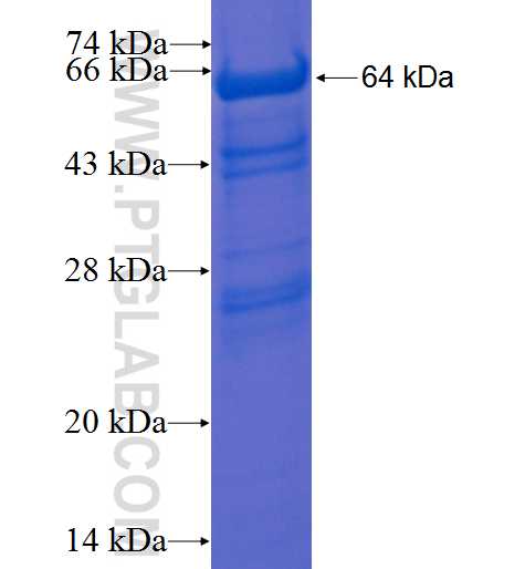 RECQL5 fusion protein Ag3145 SDS-PAGE