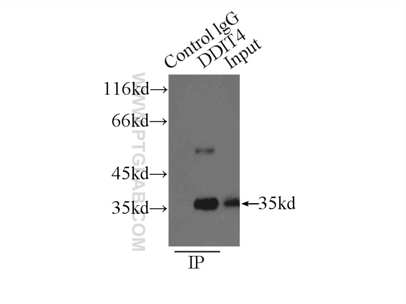 Immunoprecipitation (IP) experiment of MCF-7 cells using REDD1 specific Polyclonal antibody (10638-1-AP)