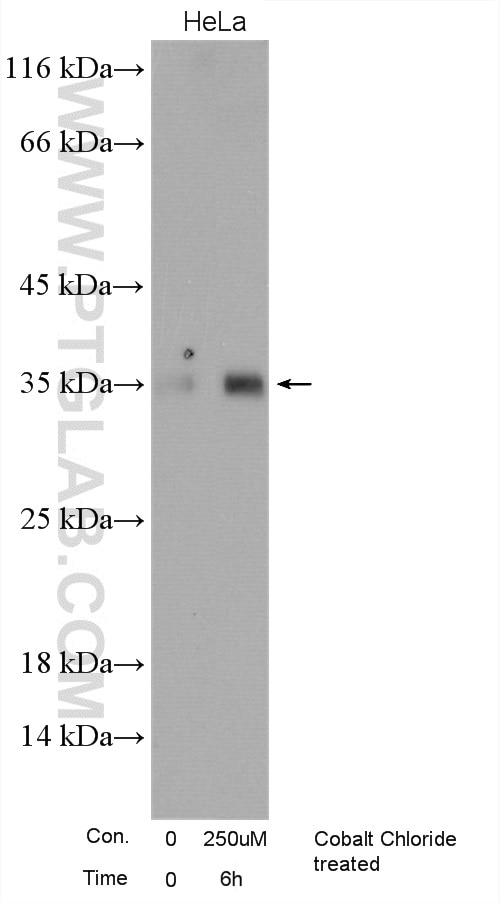 Western Blot (WB) analysis of various lysates using REDD1 specific Polyclonal antibody (10638-1-AP)