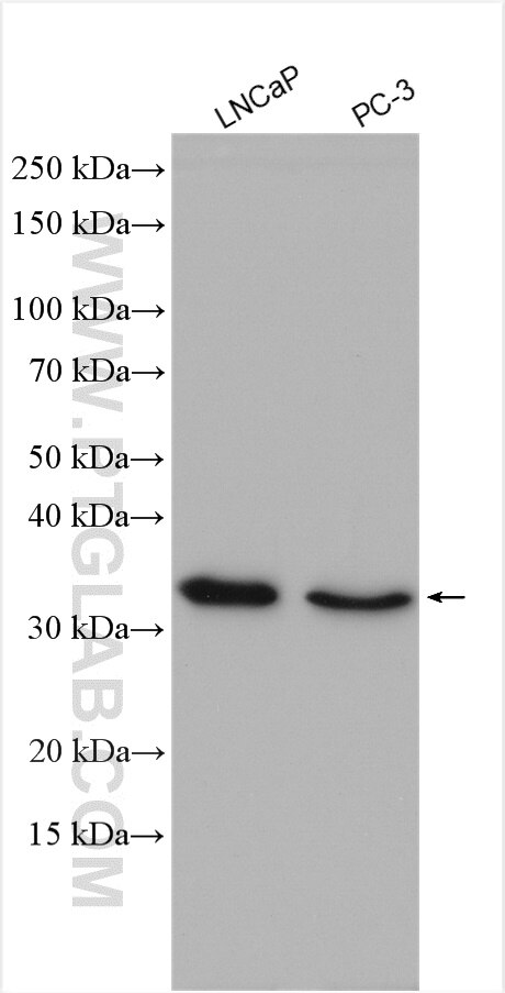 Western Blot (WB) analysis of various lysates using REDD1 specific Polyclonal antibody (10638-1-AP)