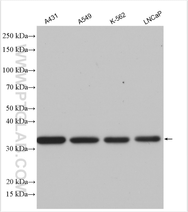 Western Blot (WB) analysis of various lysates using REDD1 specific Polyclonal antibody (10638-1-AP)