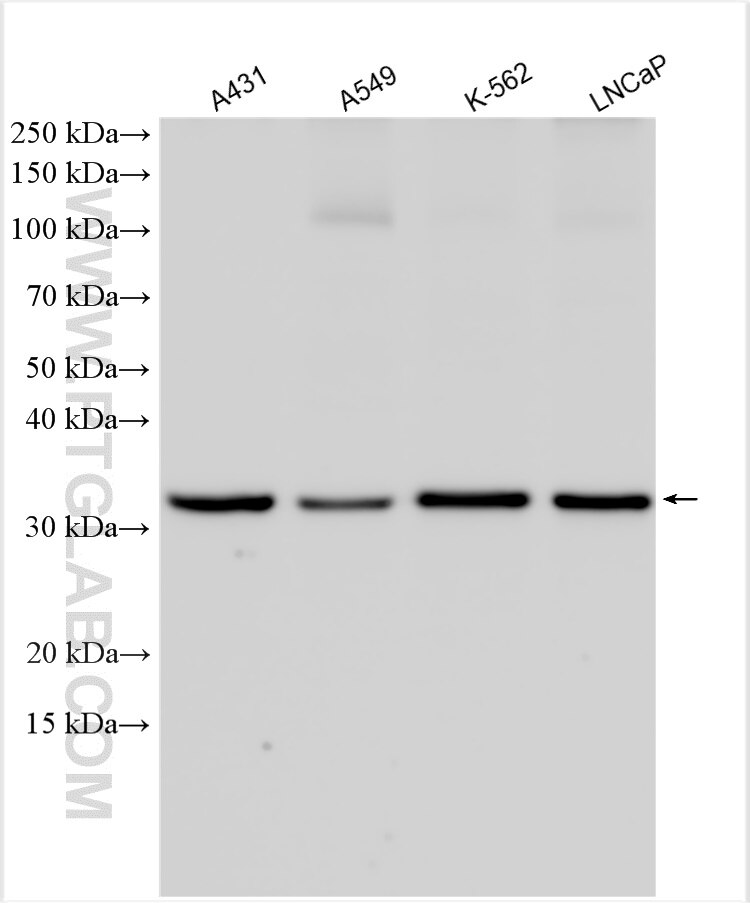 Western Blot (WB) analysis of various lysates using REDD1 specific Polyclonal antibody (10638-1-AP)