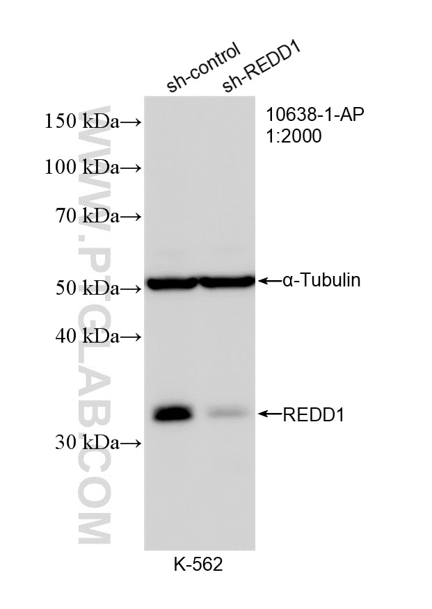 Western Blot (WB) analysis of K-562 cells using REDD1 specific Polyclonal antibody (10638-1-AP)