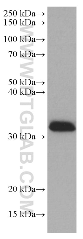 Western Blot (WB) analysis of HeLa cells using REDD1 Monoclonal antibody (67059-1-Ig)