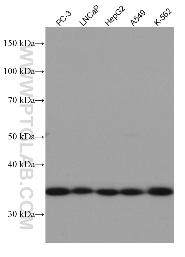 Western Blot (WB) analysis of various lysates using REDD1 Monoclonal antibody (67059-1-Ig)