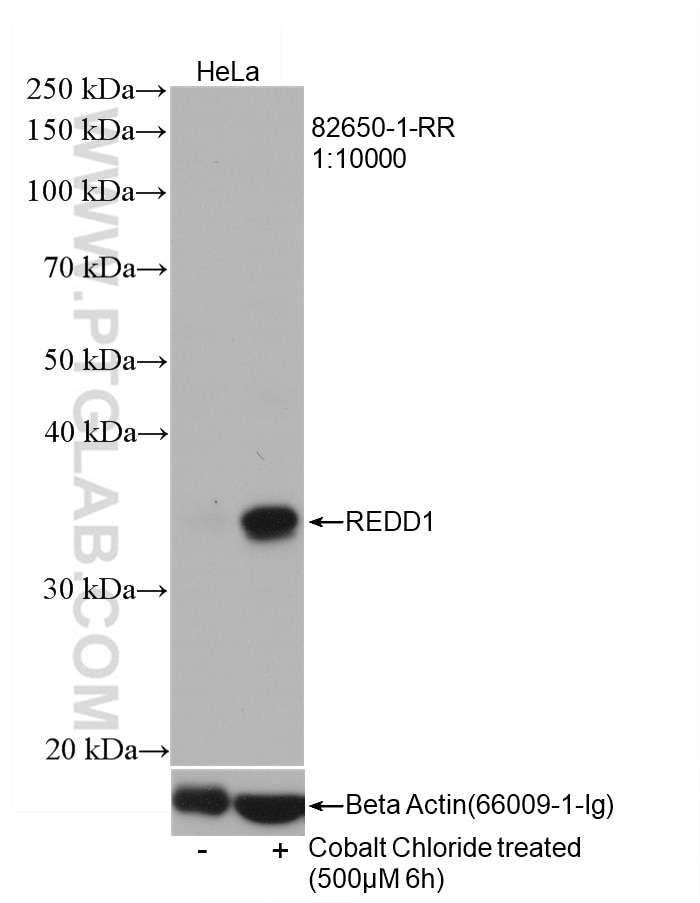 Western Blot (WB) analysis of HeLa cells using REDD1 Recombinant antibody (82650-1-RR)