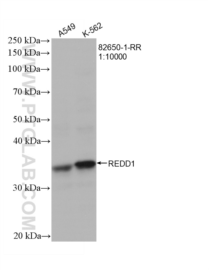 Western Blot (WB) analysis of various lysates using REDD1 Recombinant antibody (82650-1-RR)