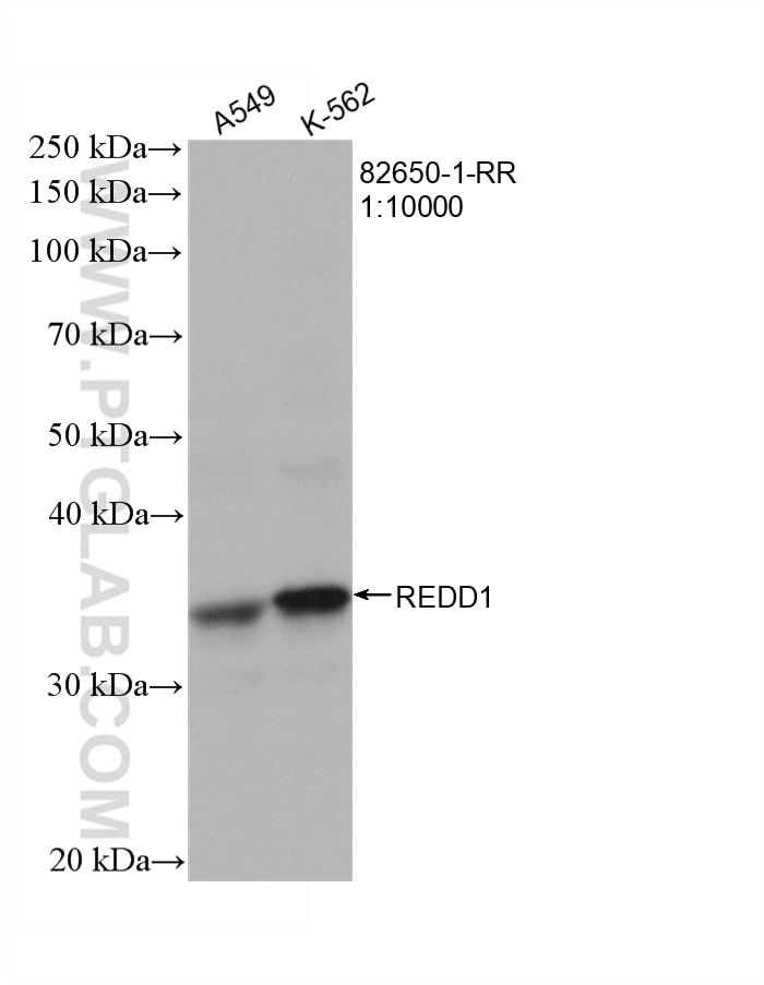 WB analysis using 82650-1-RR