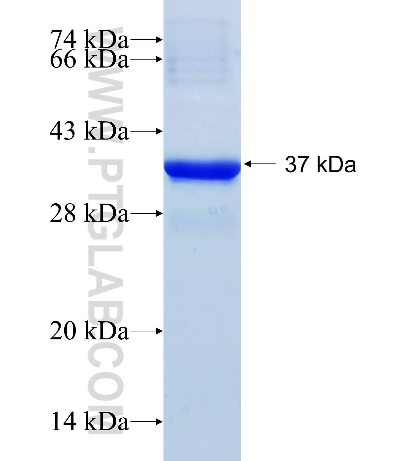 REDD1 fusion protein Ag30250 SDS-PAGE