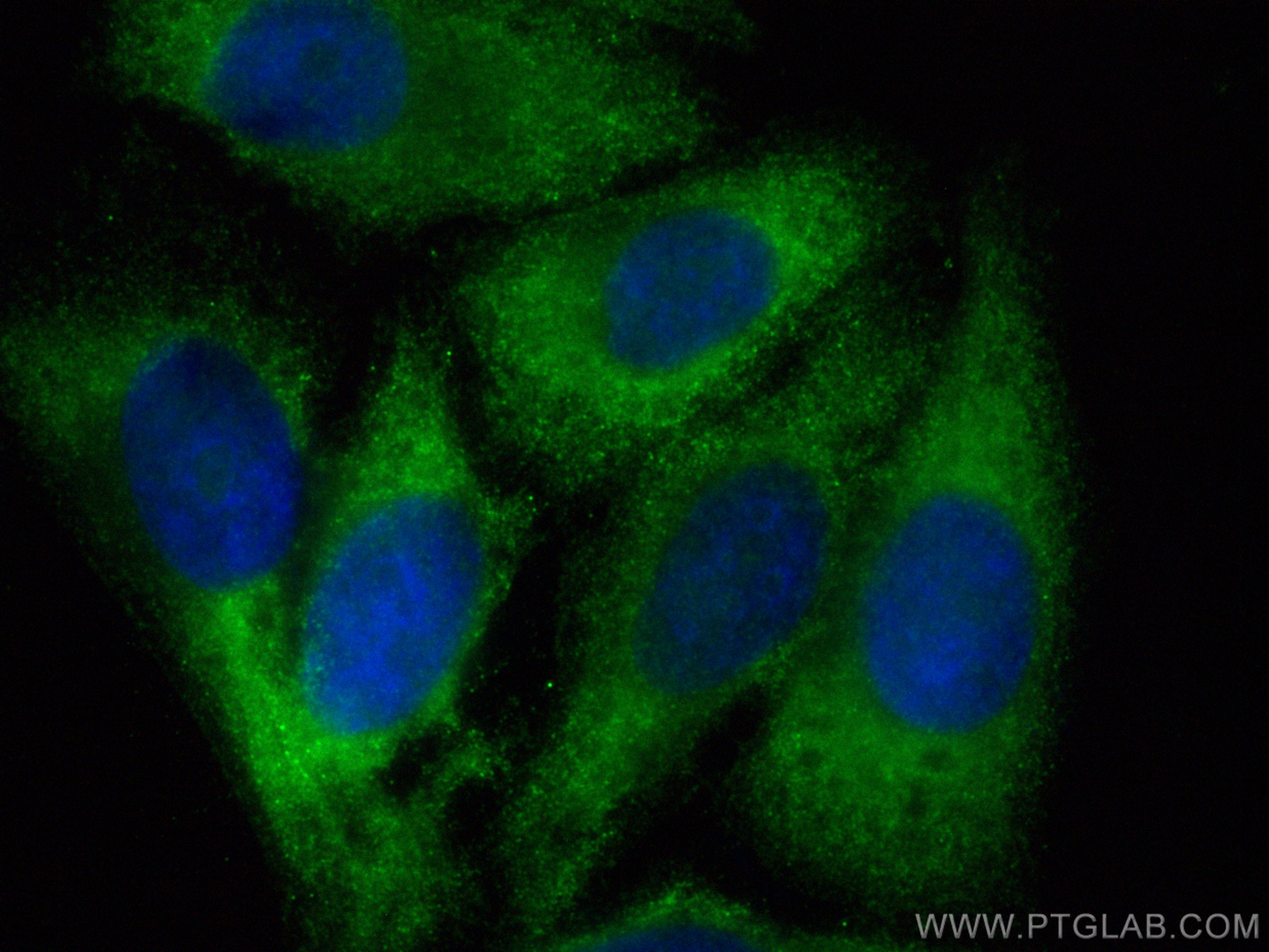 Immunofluorescence (IF) / fluorescent staining of HepG2 cells using CoraLite® Plus 488-conjugated REDD1 specific Polyc (CL488-10638)