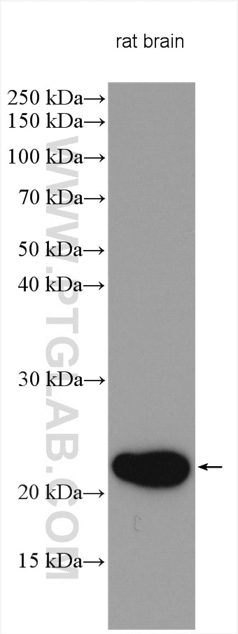 Western Blot (WB) analysis of various lysates using REEP1 Polyclonal antibody (17988-1-AP)