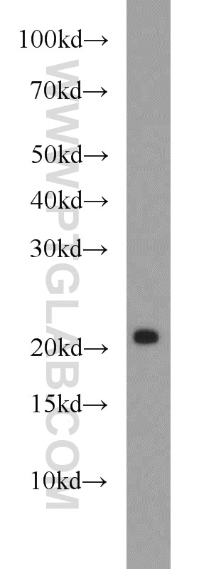 Western Blot (WB) analysis of mouse brain tissue using REEP1 Polyclonal antibody (17988-1-AP)