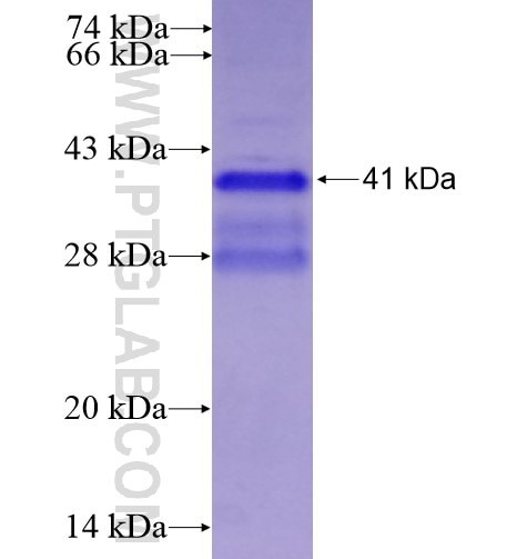 REEP1 fusion protein Ag12418 SDS-PAGE