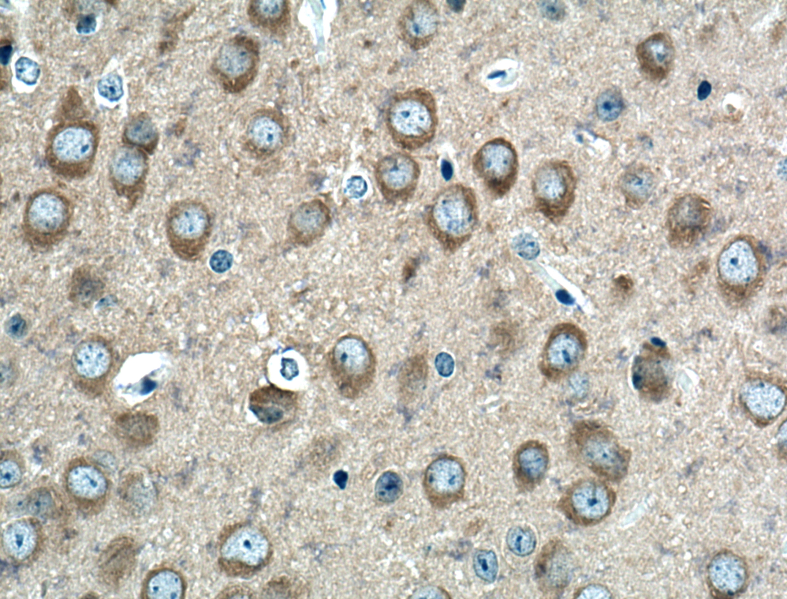 Immunohistochemistry (IHC) staining of mouse brain tissue using REEP2 Polyclonal antibody (15684-1-AP)