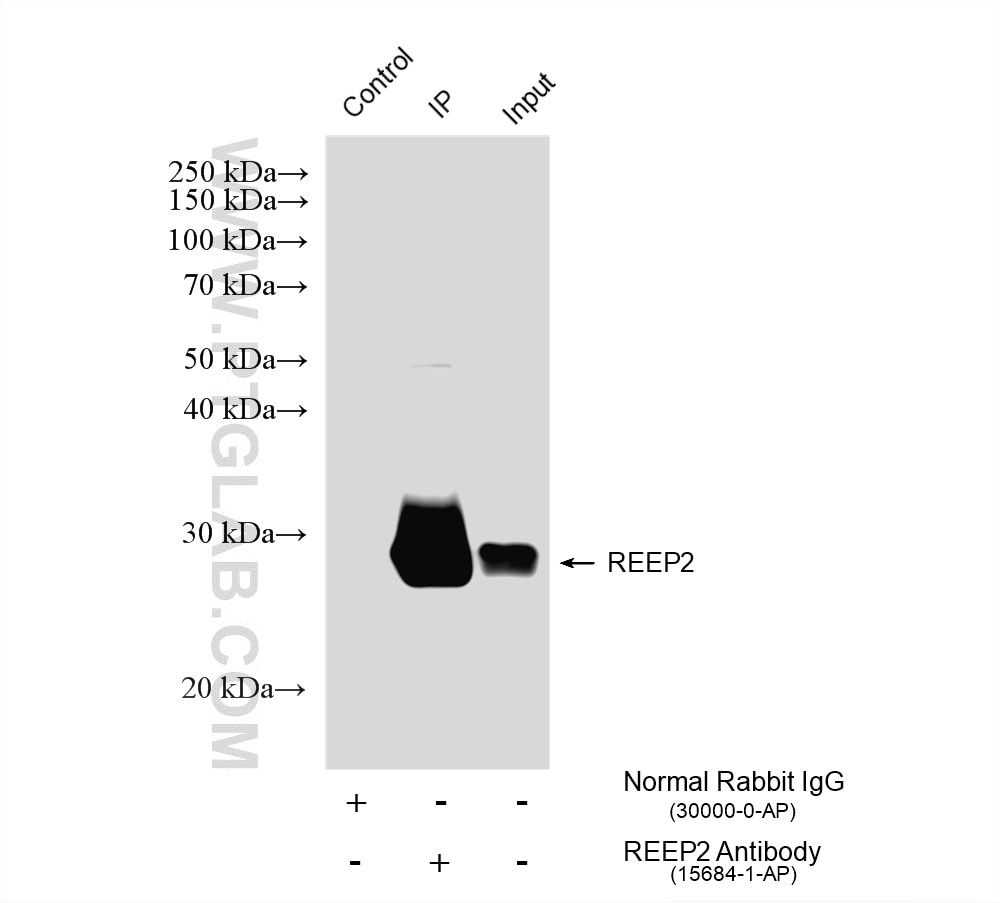 Immunoprecipitation (IP) experiment of mouse brain tissue using REEP2 Polyclonal antibody (15684-1-AP)
