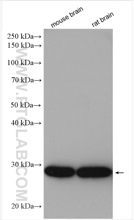 Western Blot (WB) analysis of various lysates using REEP2 Polyclonal antibody (15684-1-AP)