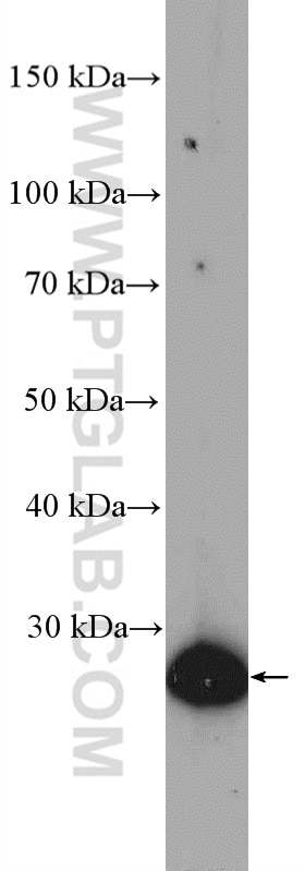 Western Blot (WB) analysis of mouse eye tissue using REEP2 Polyclonal antibody (15684-1-AP)