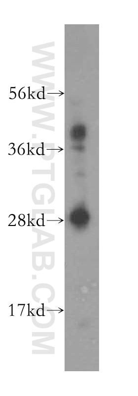 Western Blot (WB) analysis of human heart tissue using REEP2 Polyclonal antibody (15684-1-AP)