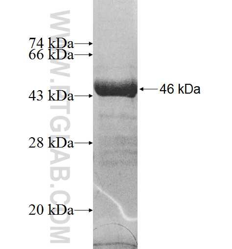 REEP2 fusion protein Ag8186 SDS-PAGE